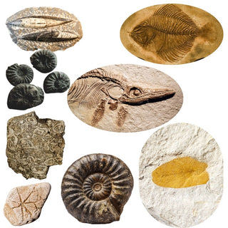 Fossils