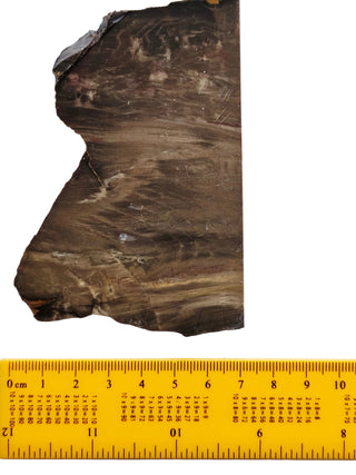 Petrified Wood Slice 100x50x5mm 82gm Unique Polished Genuine Gems Gemstone G2