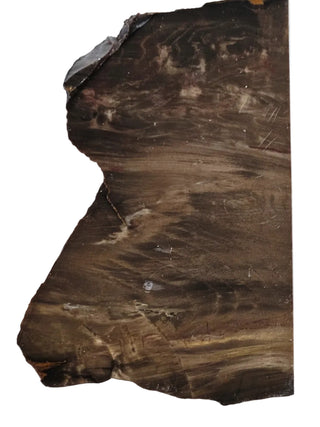 Petrified Wood Slice 100x50x5mm 82gm Unique Polished Genuine Gems Gemstone G2