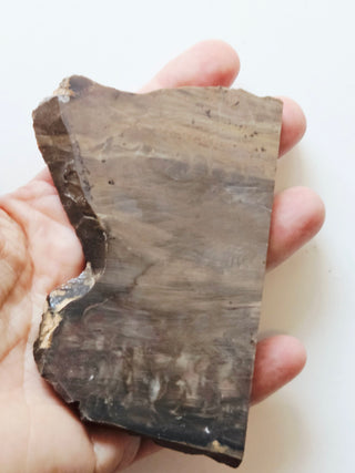 Petrified Wood Slice 100x50x5mm 82gm Unique Polished Genuine Gems Gemstone G2