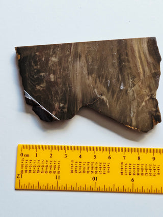 Petrified Wood Slice 100x50x5mm 82gm Unique Polished Genuine Gems Gemstone G2