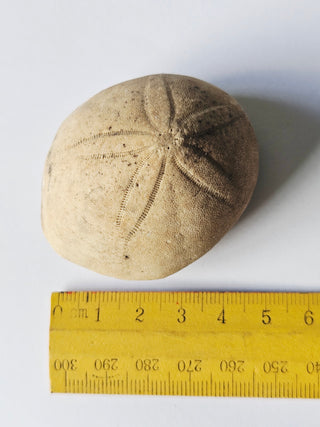 Genuine Australian Fossil Sea Urchin – Echinoid Specimen (Miocene Epoch) G6