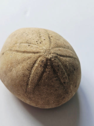 Genuine Australian Fossil Sea Urchin – Echinoid Specimen (Miocene Epoch) G6