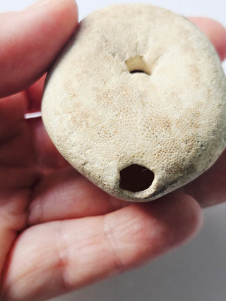 Genuine Australian Fossil Sea Urchin – Echinoid Specimen (Miocene Epoch) G6