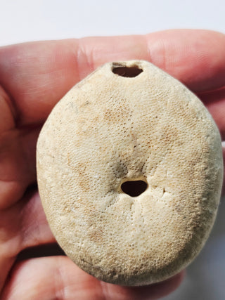 Genuine Australian Fossil Sea Urchin – Echinoid Specimen (Miocene Epoch) G6