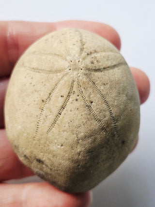 Genuine Australian Fossil Sea Urchin – Echinoid Specimen (Miocene Epoch) G6