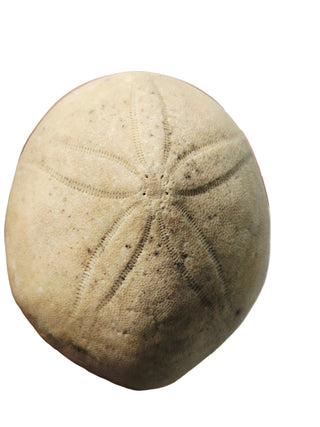 Genuine Australian Fossil Sea Urchin – Echinoid Specimen (Miocene Epoch) G6