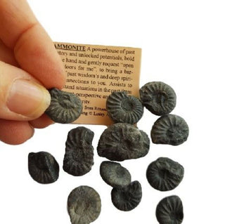 Natural Ammonite Fossil Specimen Cleoniceras Madagascar 100 Million Years Old