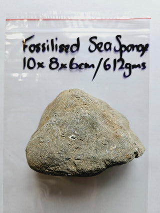 Fossilised Sea Sponge 612gm Very rare Genuine Gems Gemstone. Museum Piece G2