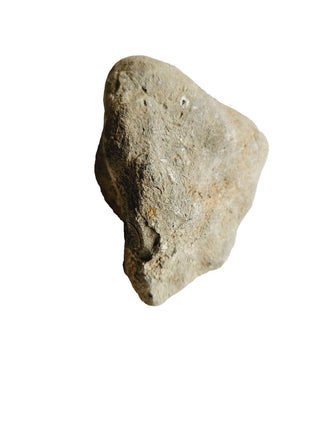 Fossilised Sea Sponge 612gm Very rare Genuine Gems Gemstone. Museum Piece G2