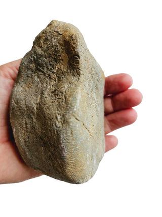 Fossilised Sea Sponge 612gm Very rare Genuine Gems Gemstone. Museum Piece G2
