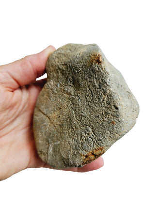Fossilised Sea Sponge 612gm Very rare Genuine Gems Gemstone. Museum Piece G2
