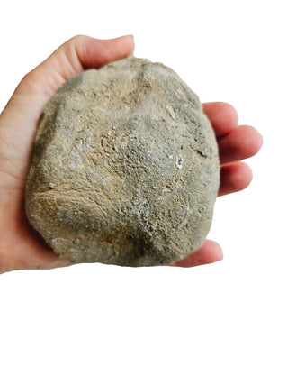 Fossilised Sea Sponge 612gm Very rare Genuine Gems Gemstone. Museum Piece G2