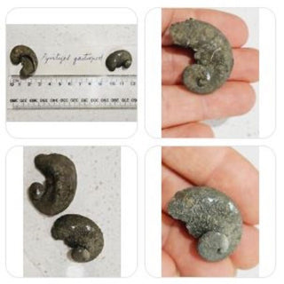 2 x Pyritized Gastropod Pyrite Shells Fossils Genuine Gems Gemstone H1