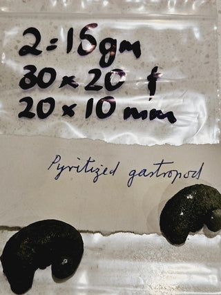 2 x Pyritized Gastropod Pyrite Shells Fossils Genuine Gems Gemstone H1