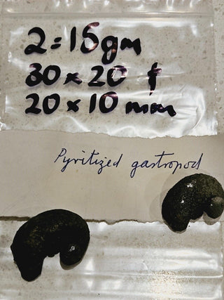 2 x Pyritized Gastropod Pyrite Shells Fossils Genuine Gems Gemstone H1