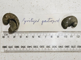 2 x Pyritized Gastropod Pyrite Shells Fossils Genuine Gems Gemstone H1