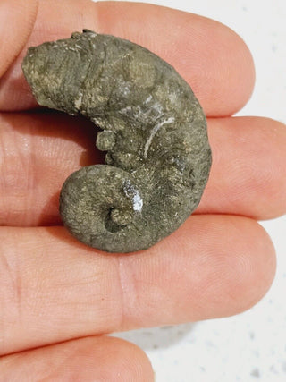 2 x Pyritized Gastropod Pyrite Shells Fossils Genuine Gems Gemstone H1