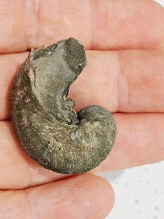 2 x Pyritized Gastropod Pyrite Shells Fossils Genuine Gems Gemstone H1