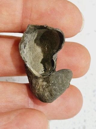 2 x Pyritized Gastropod Pyrite Shells Fossils Genuine Gems Gemstone H1