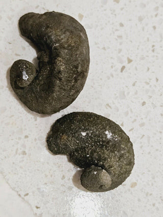2 x Pyritized Gastropod Pyrite Shells Fossils Genuine Gems Gemstone H1