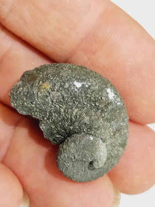 2 x Pyritized Gastropod Pyrite Shells Fossils Genuine Gems Gemstone H1