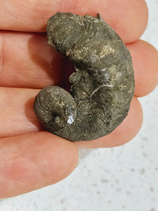 2 x Pyritized Gastropod Pyrite Shells Fossils Genuine Gems Gemstone H1