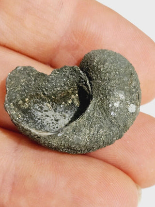 2 x Pyritized Gastropod Pyrite Shells Fossils Genuine Gems Gemstone H1