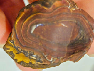 Yowah Opal Matrix Nut 30gms / 150 Carats Boulder Queensland Colour Banding H1