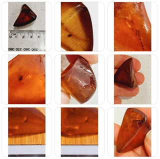 Natural Amber with insect inclusion Genuine Gems Gemstone Rare Unusual  H1
