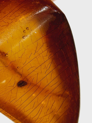 Natural Amber with insect inclusion Genuine Gems Gemstone Rare Unusual  H1