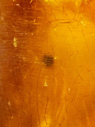Natural Amber with insect inclusion Genuine Gems Gemstone Rare Unusual  H1