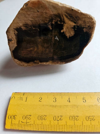 Petrified Wood, Polished Face, Beautiful Markings 149gm Genuine Gems Gemstone G2