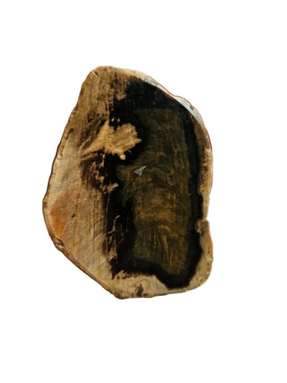Petrified Wood, Polished Face, Beautiful Markings 149gm Genuine Gems Gemstone G2