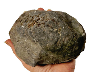 Fossilised Sea Sponge Incredibly Rare 1.17kg Genuine Gems Gemstone Fossil G2