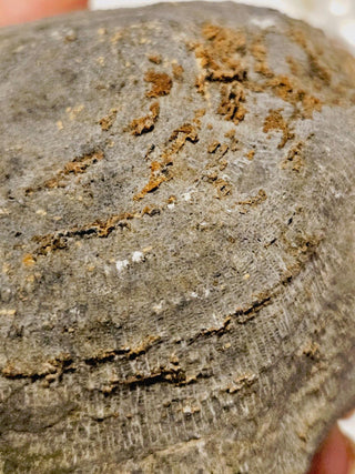 Fossilised Sea Sponge Incredibly Rare 1.17kg Genuine Gems Gemstone Fossil G2