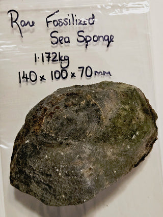 Fossilised Sea Sponge Incredibly Rare 1.17kg Genuine Gems Gemstone Fossil G2