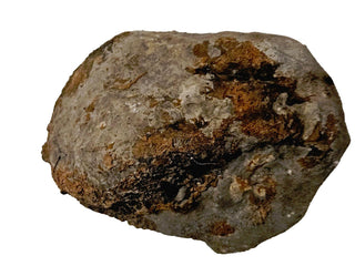 Fossilised Sea Sponge Incredibly Rare 1.17kg Genuine Gems Gemstone Fossil G2