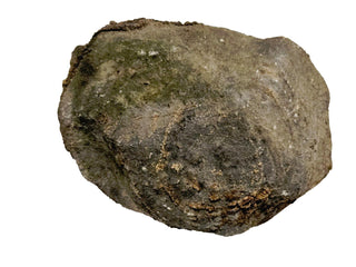 Fossilised Sea Sponge Incredibly Rare 1.17kg Genuine Gems Gemstone Fossil G2