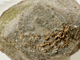 Fossilised Sea Sponge Incredibly Rare 1.17kg Genuine Gems Gemstone Fossil G2