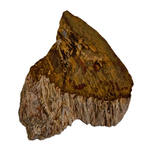 Petrified Wood Slice with Jasper 210gms Unique Polished Genuine Gems Gemstone G6