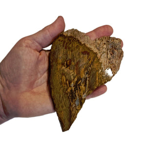 Petrified Wood Slice with Jasper 210gms Unique Polished Genuine Gems Gemstone G6