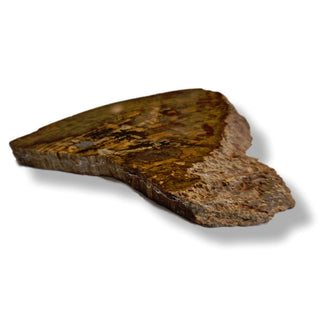 Petrified Wood Slice with Jasper 210gms Unique Polished Genuine Gems Gemstone G6
