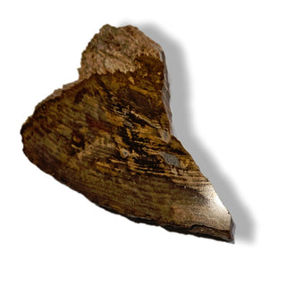 Petrified Wood Slice with Jasper 210gms Unique Polished Genuine Gems Gemstone G6