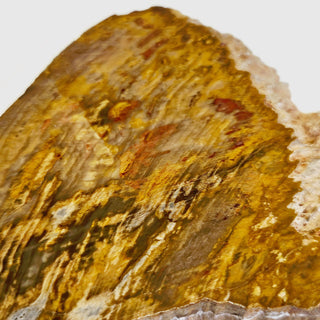 Petrified Wood Slice with Jasper 210gms Unique Polished Genuine Gems Gemstone G6