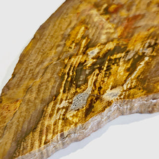Petrified Wood Slice with Jasper 210gms Unique Polished Genuine Gems Gemstone G6