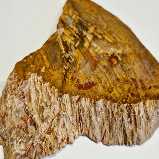 Petrified Wood Slice with Jasper 210gms Unique Polished Genuine Gems Gemstone G6