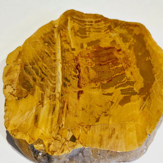 Petrified Wood Slice with Jasper 380gms Unique Polished Genuine Gems Gemstone G6