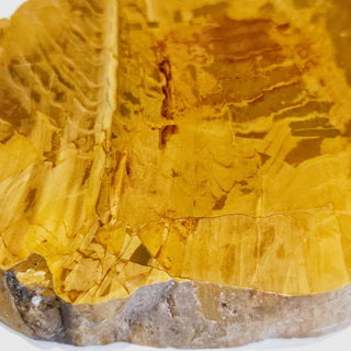 Petrified Wood Slice with Jasper 380gms Unique Polished Genuine Gems Gemstone G6