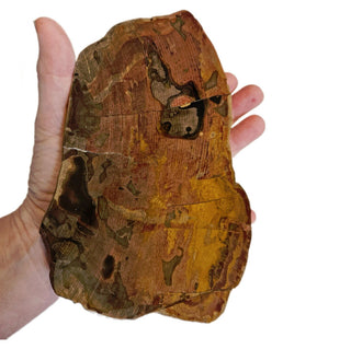 Petrified Wood Slice with Jasper 420gms Unique Polished Genuine Gems Gemstone G6